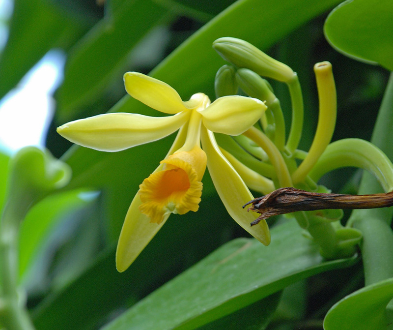 Vanilla-Planifolia